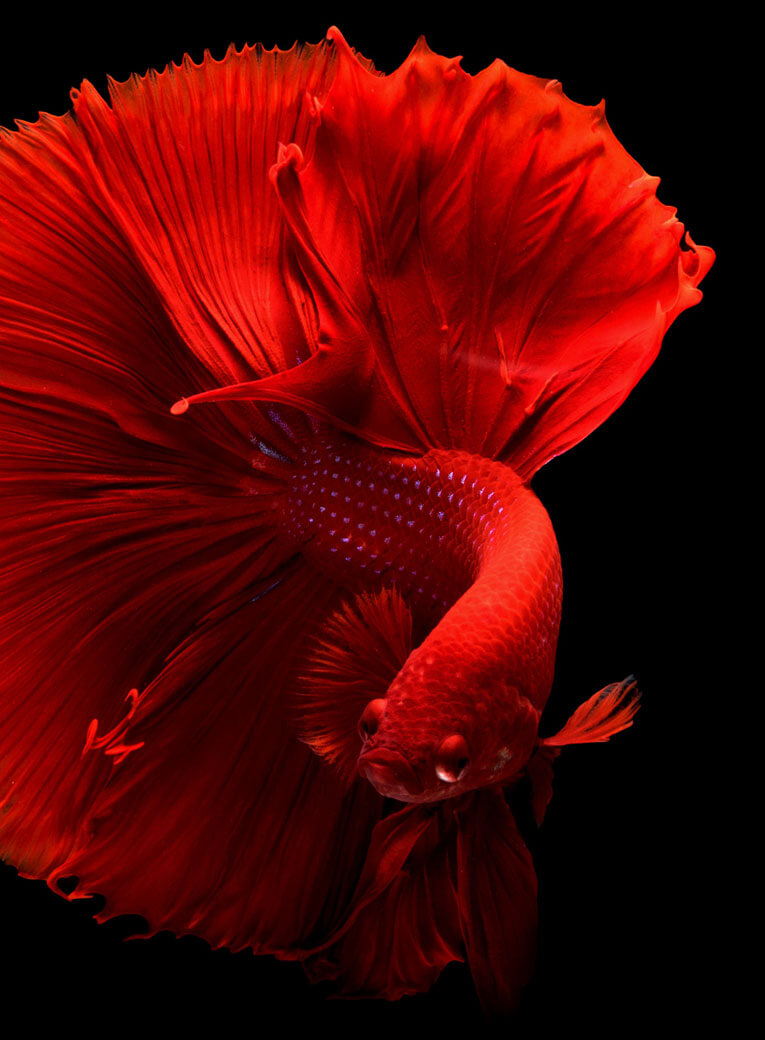 portfolio-09-free-img-1-1.jpg